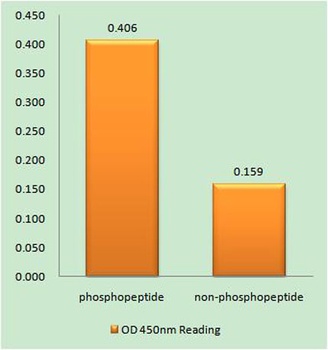 LIMK-2 (phospho-Ser283) antibody