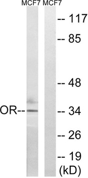 Olfactory receptor 51H1 antibody