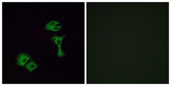 Olfactory receptor 51A2 rabbit pAb