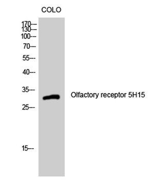 Olfactory receptor 5H15 antibody