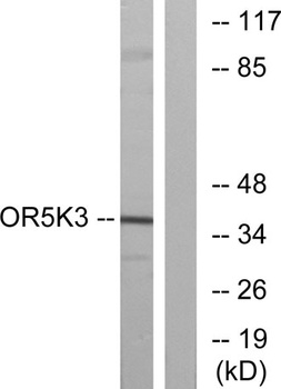 Olfactory receptor 5K3 antibody