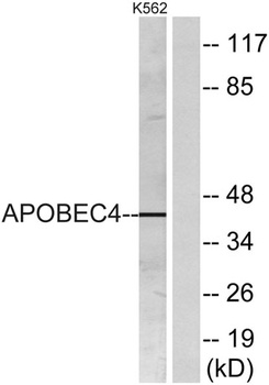 APOBEC4 antibody
