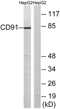 LRP1 antibody