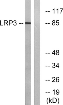 LRP3 antibody