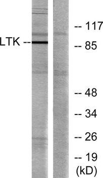 LTK antibody