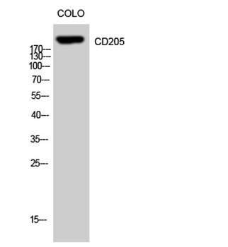 CD205 rabbit pAb Antibody