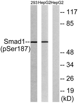 Smad1 (phospho Ser187) rabbit pAb