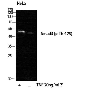 Smad3 (phospho-Thr179) antibody