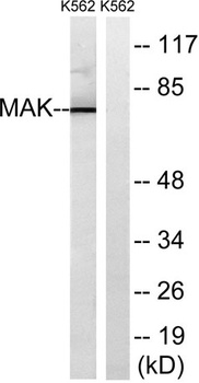MAK rabbit pAb