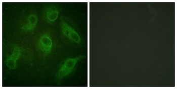 MAP-4 antibody