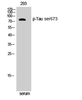 Tau (phospho Ser673) rabbit pAb