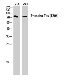 Tau (phospho Thr205) rabbit pAb