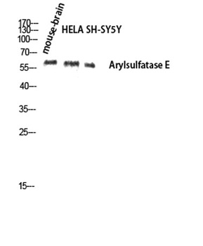Arylsulfatase E antibody