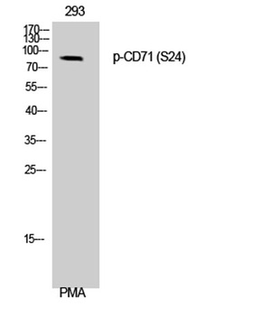 CD71 (phospho-Ser24) antibody