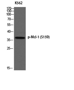 Mcl-1 (phospho-Ser159) antibody