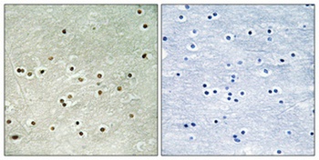 MCM4 (phospho Ser54) rabbit pAb