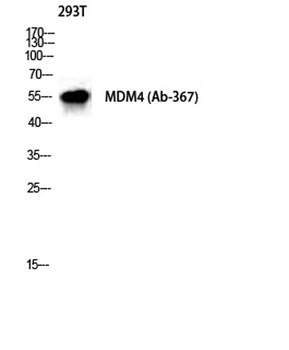 MDMX antibody