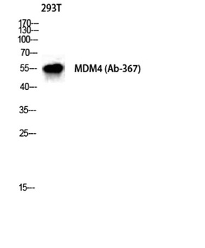MDMX rabbit pAb
