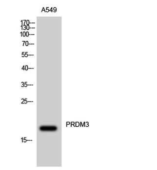 PRDM3 antibody