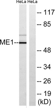 Malic enzyme 1 antibody