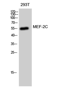 MEF-2C antibody
