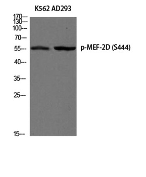 MEF-2D (phospho Ser444) rabbit pAb