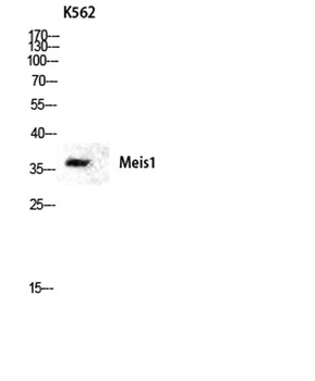 Meis1 antibody