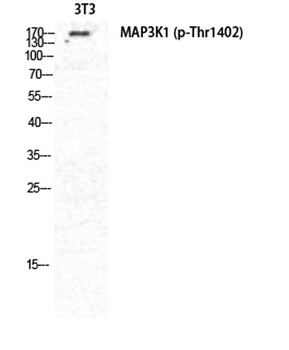 MEK Kinase-1 (phospho-Thr1400) antibody