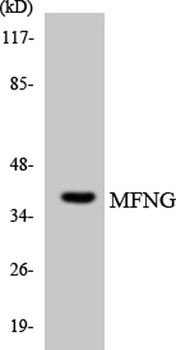 Manic Fringe antibody