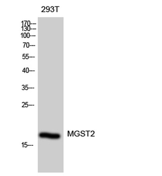 MGST2 rabbit pAb