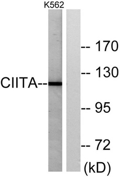 CIITA antibody