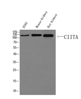 CIITA rabbit pAb Antibody