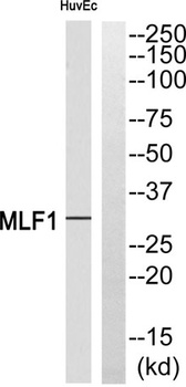 MLF1 rabbit pAb Antibody