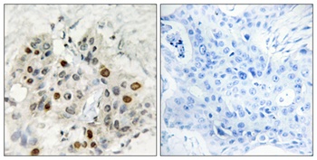 AF-4 antibody