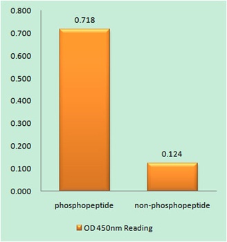 FoxO4 (phospho Ser262) rabbit pAb