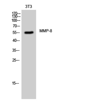 MMP-8 antibody