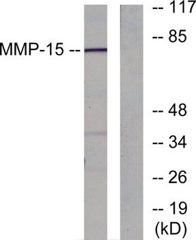 MMP-15 rabbit pAb