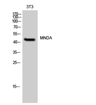 MNDA rabbit pAb