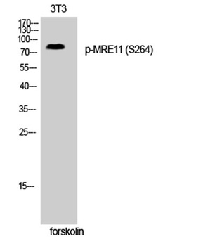 MRE11 (phospho Ser264) rabbit pAb