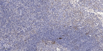 GCN2 (phospho-Thr899) antibody