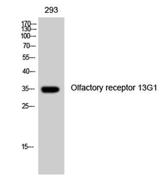 Olfactory receptor 13G1 antibody