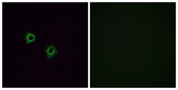Olfactory receptor 2J3 rabbit pAb