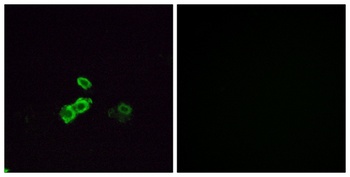 Olfactory receptor 5U1 rabbit pAb Antibody