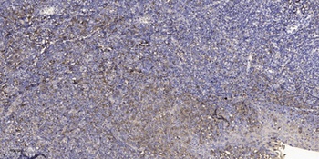 RFPL4B antibody