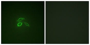 Mucin 1 (phospho-Tyr1229) antibody