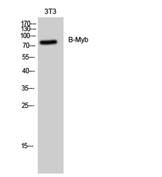 B-Myb antibody