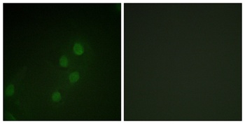 Myf-5 antibody