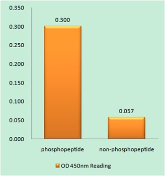 MyoD (phospho Ser200) rabbit pAb