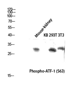 ATF-1 (phospho-Ser63) antibody