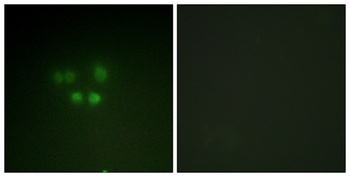 Nibrin rabbit pAb